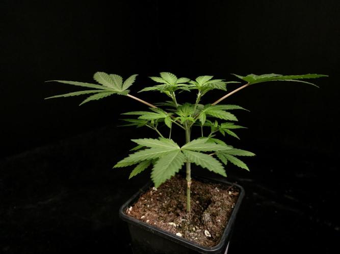 Sweet & Sour. Week 4