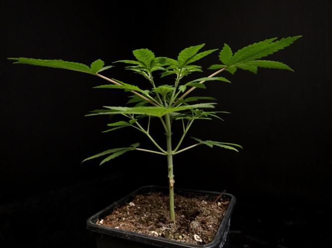 Sweet & Sour. Week 4