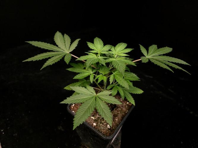 Sweet & Sour. Week 4