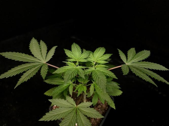 Sweet & Sour. Week 4