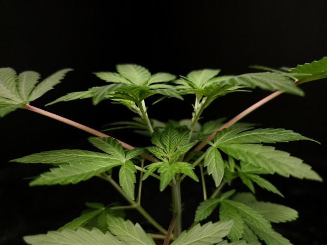 Sweet & Sour. Week 4