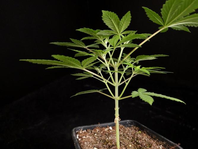 Sweet & Sour. Week 4