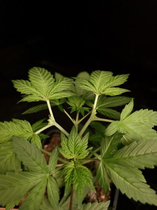 Sweet & Sour. Week 4