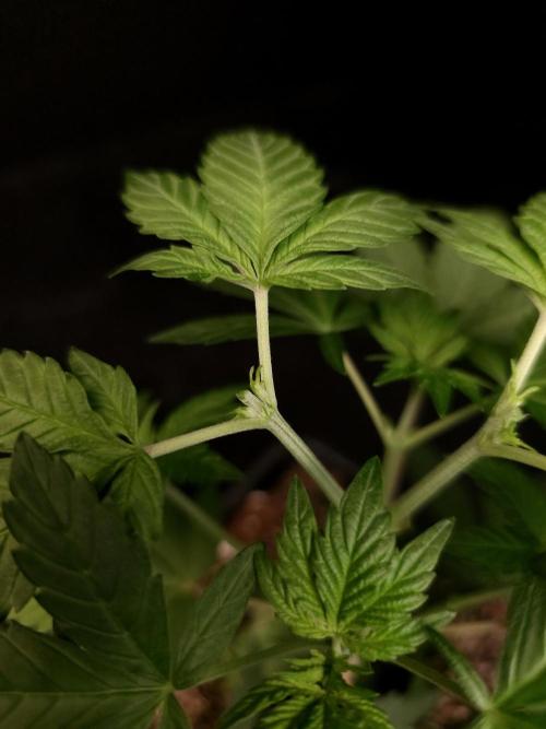 Sweet & Sour. Week 4