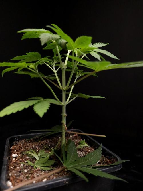 Sweet n Sour Indoor. Week 4