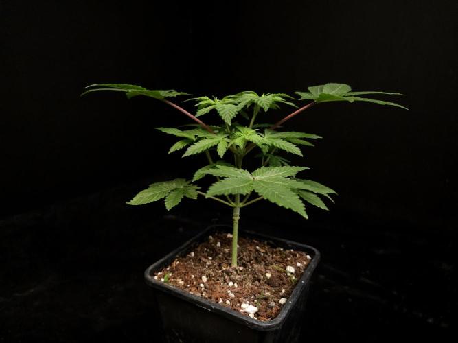 Snow White. Week 4