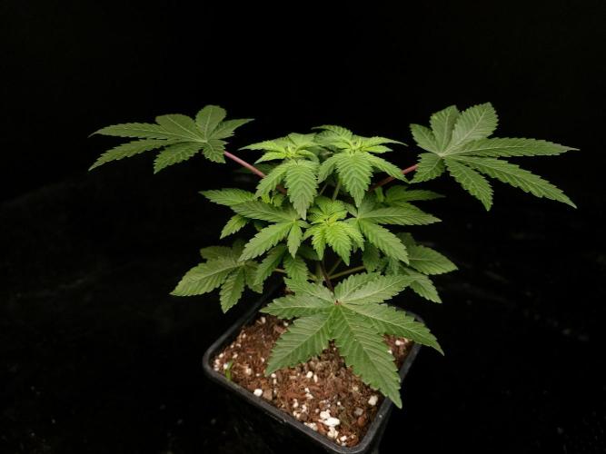 Snow White. Week 4