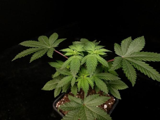 Snow White. Week 4