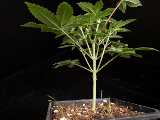 Snow White. Week 4