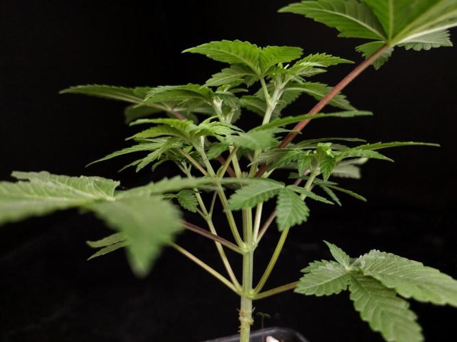Snow White. Week 4