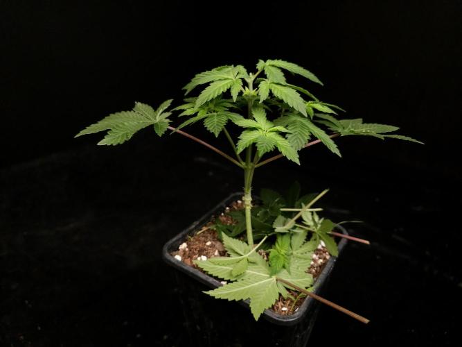 Snow White. Week 4