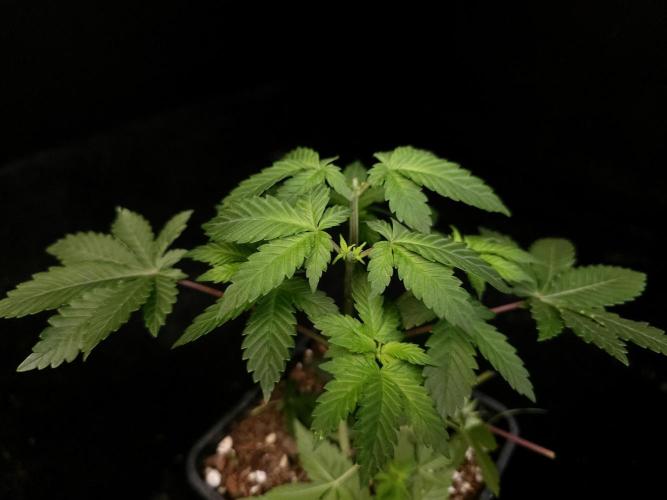 Snow White. Week 4