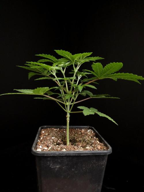 Skunk. Week 4