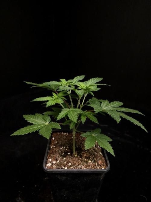 Skunk. Week 4