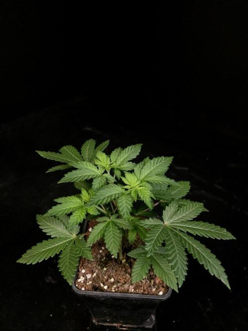 Skunk. Week 4