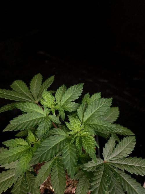 Skunk. Week 4