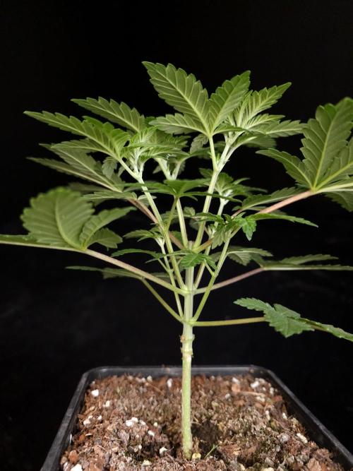 Skunk. Week 4