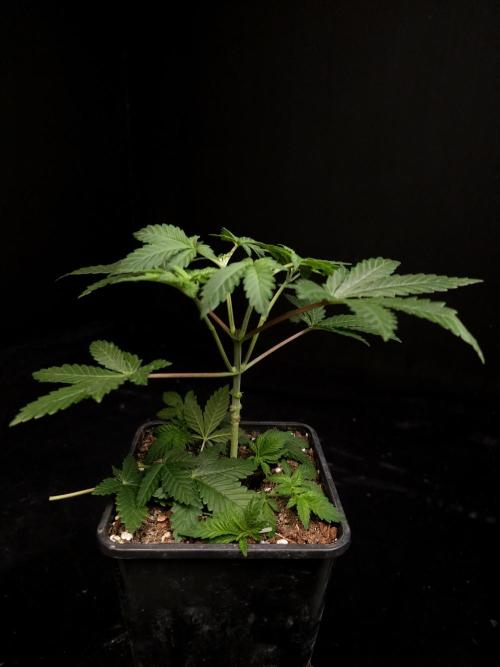 Skunk. Week 4