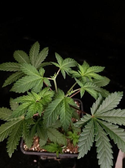 Skunk. Week 4