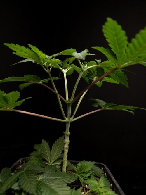 Skunk. Week 4