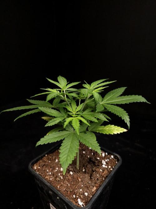Power plant. Week 4