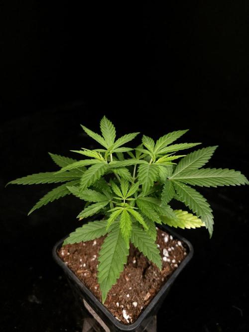 Power plant. Week 4