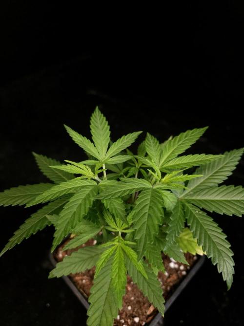 Power plant. Week 4