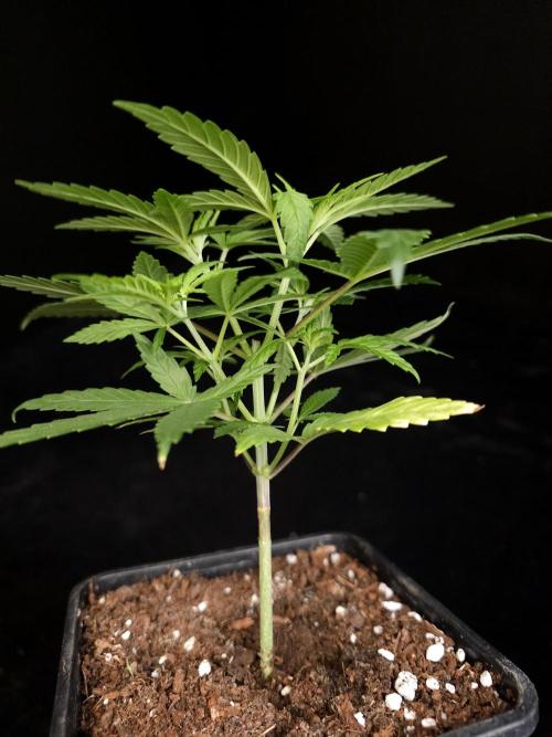 Power plant. Week 4