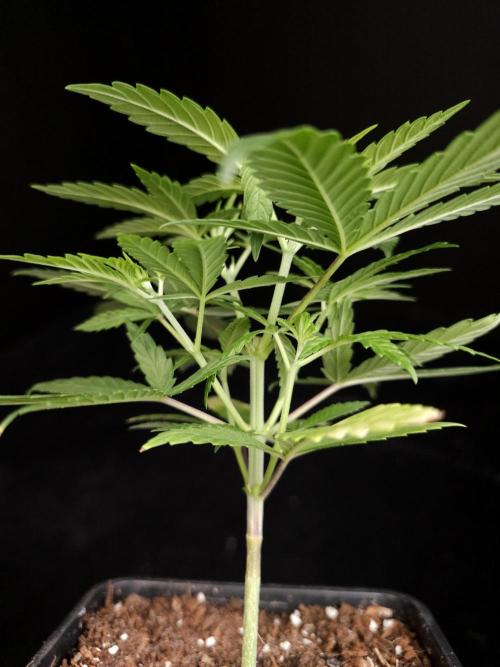 Power plant. Week 4