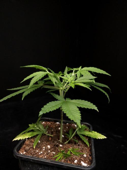 Power plant. Week 4