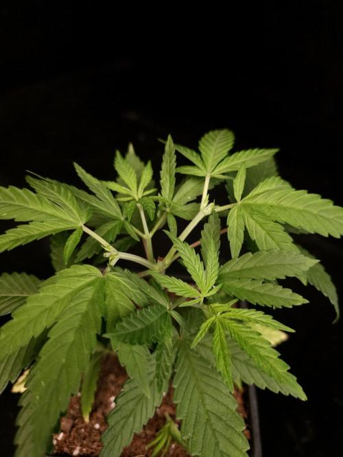 Power plant. Week 4