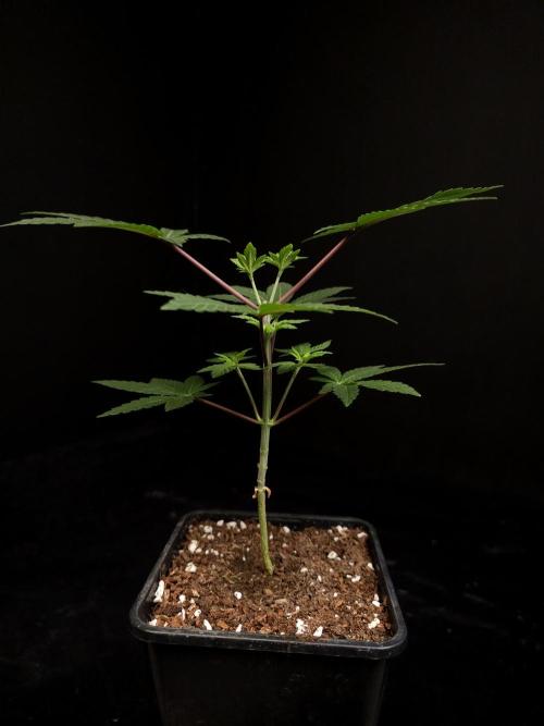 Girl Scoute Cookies. Week 4