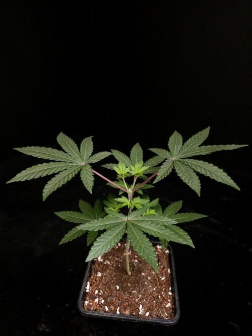 Girl Scoute Cookies. Week 4