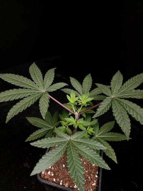 Girl Scoute Cookies. Week 4