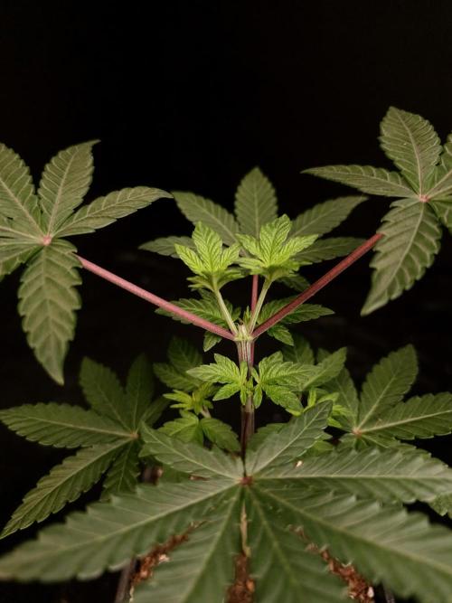 Girl Scoute Cookies. Week 4