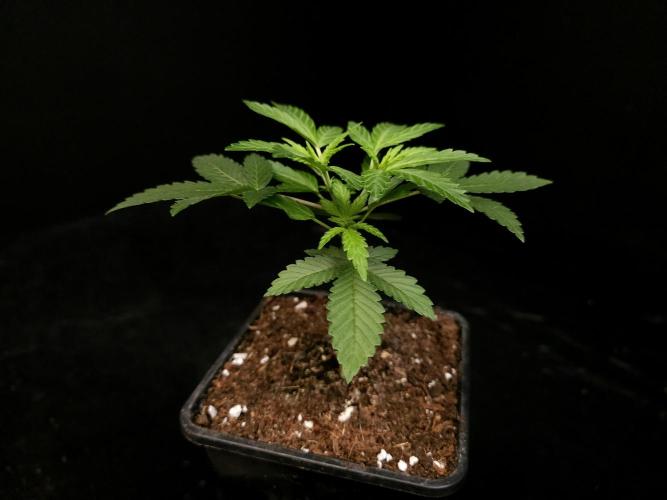 White Widow. Week 4