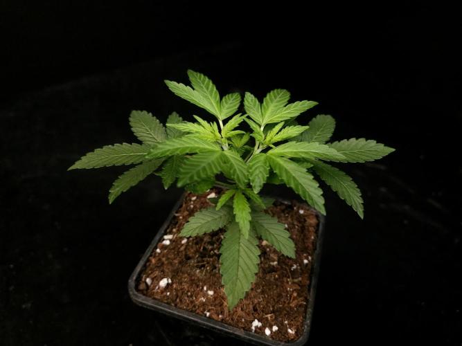 White Widow. Week 4