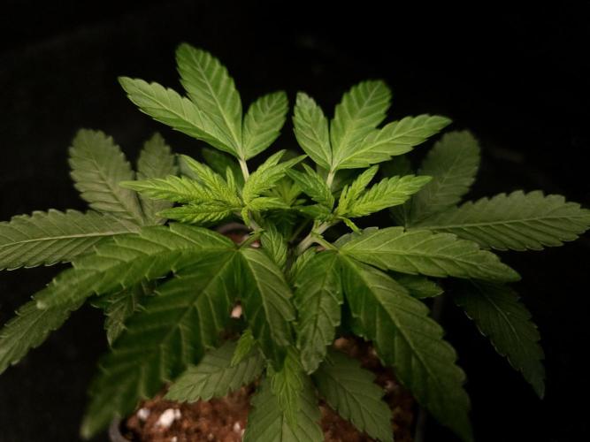 White Widow. Week 4