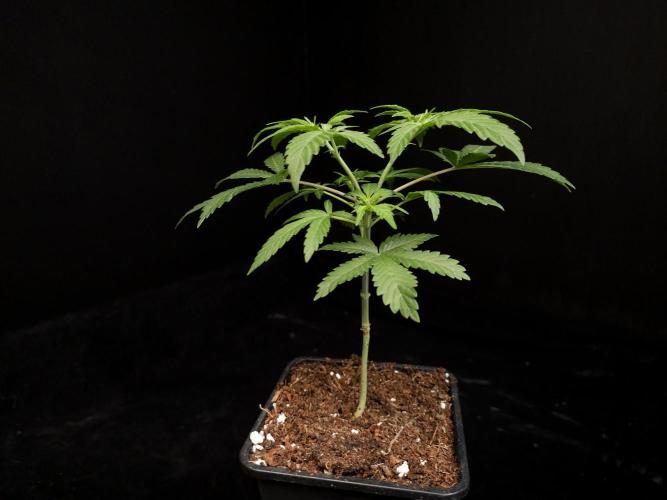 Zkittlez. Week 4