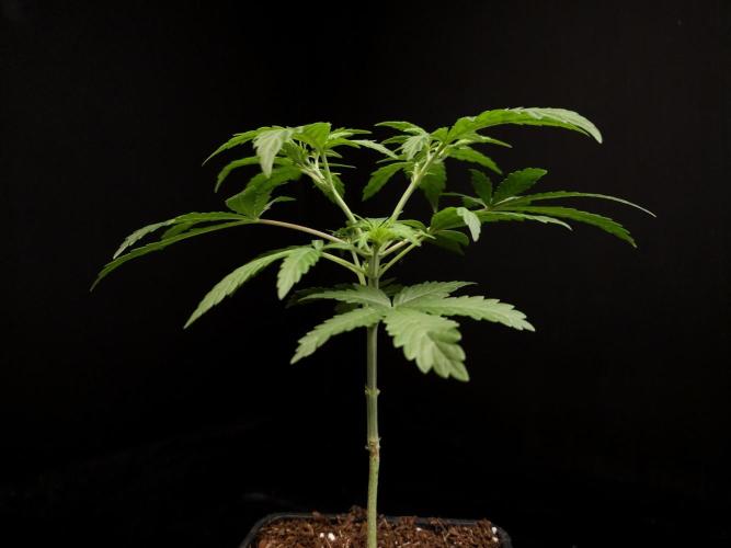 Zkittlez. Week 4