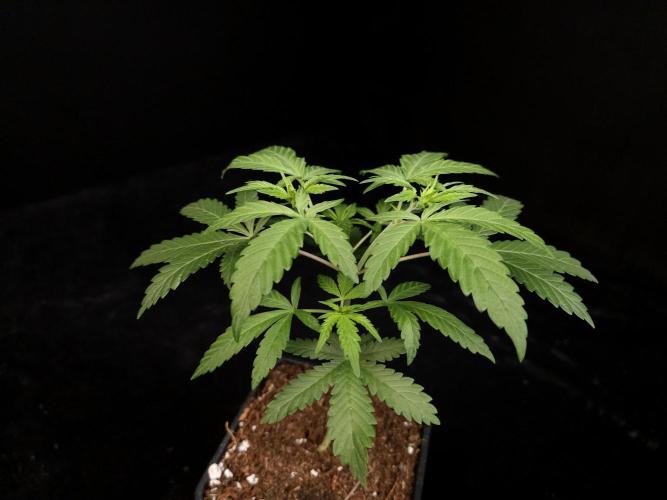 Zkittlez. Week 4