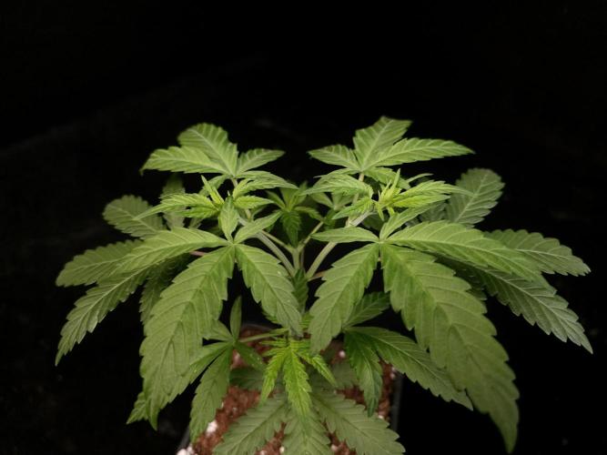 Zkittlez. Week 4