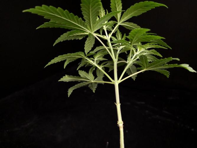 Zkittlez. Week 4