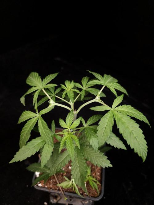 Zkittlez. Week 4