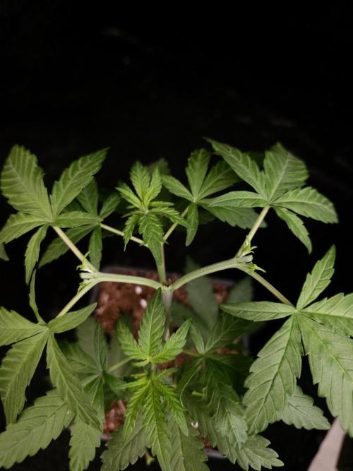 Zkittlez. Week 4