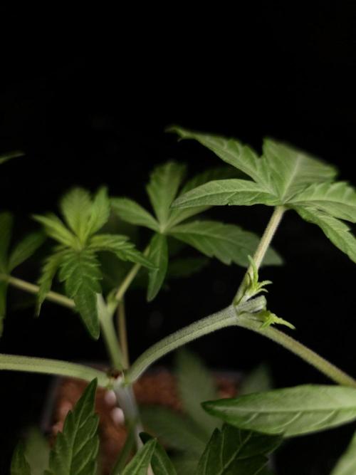 Zkittlez. Week 4