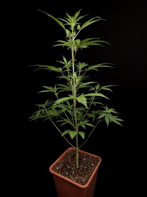 Zkittlez automatic 2. Week 4