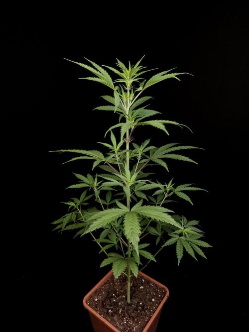 Zkittlez automatic 2. Week 4