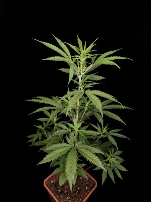 Zkittlez automatic 2. Week 4