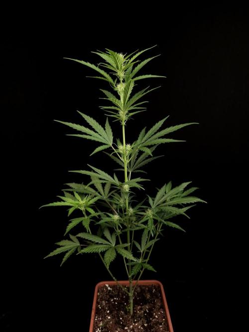Girl scoute cookies auto. Week 4